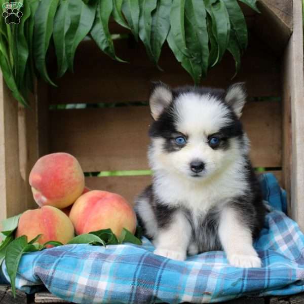 Ocean, Pomsky Puppy